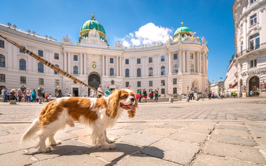 Naklejka premium Städtereisen mit Hund 