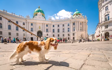 Wandaufkleber Städtereisen mit Hund  © Sina Ettmer
