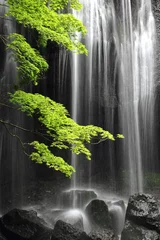 Foto op Plexiglas een esdoorn en waterval, stille zomerdag in Japan. © poripotto