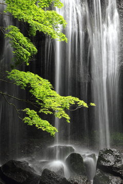 Fototapeta a maple tree and waterfall, silent summer day in Japan.  