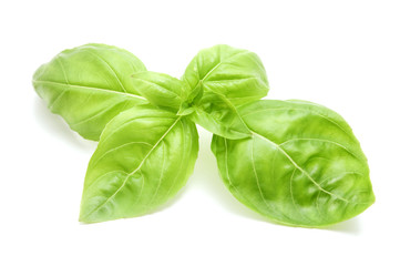 Sweet basil leaves