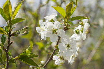 The blossoming cherry tree in sunny spring day
