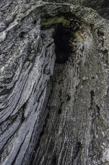 Close up of the bark on a Holm Oak tree.
