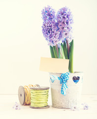 hyacinth growing in a pot 