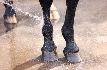 Washing of feet and hooves horse closeup - 82806995