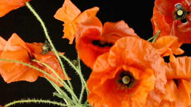 Poppies red black gentle wind