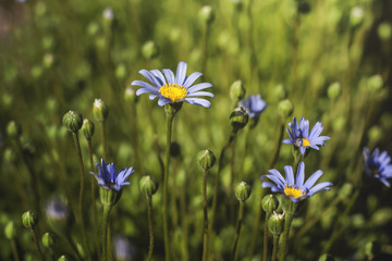 Obraz na płótnie Canvas blue daisy felicia amelloides flowers blooming in a field