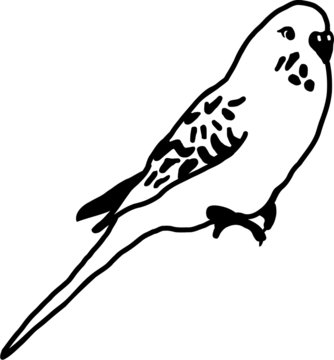 recommend clip art: Budgie sitting