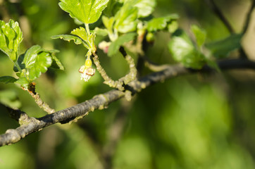 flower gooseberry