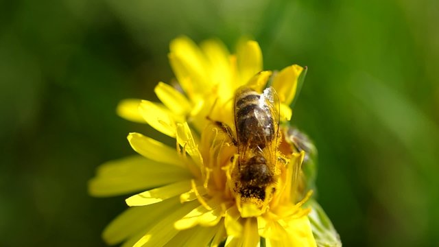 Bee collects pollen on a dandelion in the wind
