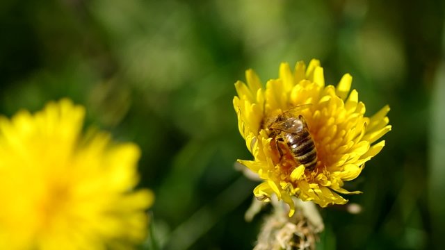 Bee collects pollen on a dandelion in the wind
