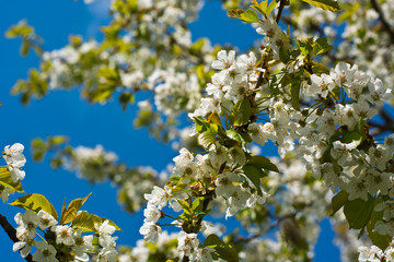 Sweet cherry blossoms