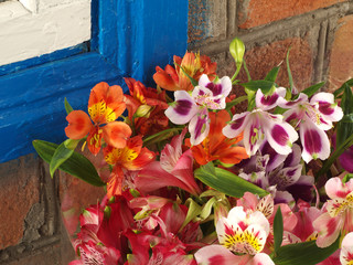 flowers Alstroemeria near the wall at home