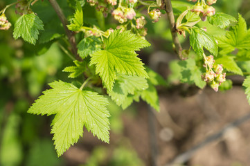 Flowers and young leaves on a bush of red currant in the spring