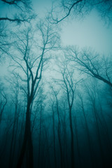 Forest in the mist