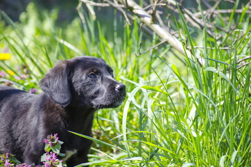 Black mix breed puppy among the field flowers