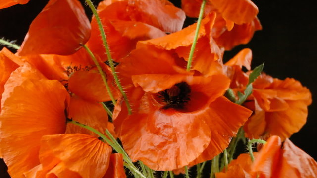 Poppies red black petals detail 
