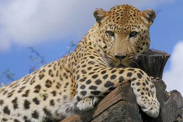 Fototapeta na wymiar Leopard (panthera pardus) 