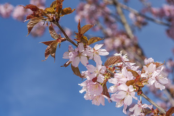 Springtime blooming tree background