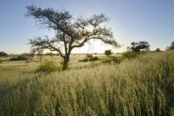 Obraz premium Leopard (panthera pardus) 