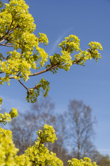 Springtime Beginnings