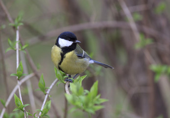tomtit sitting on branch of tree