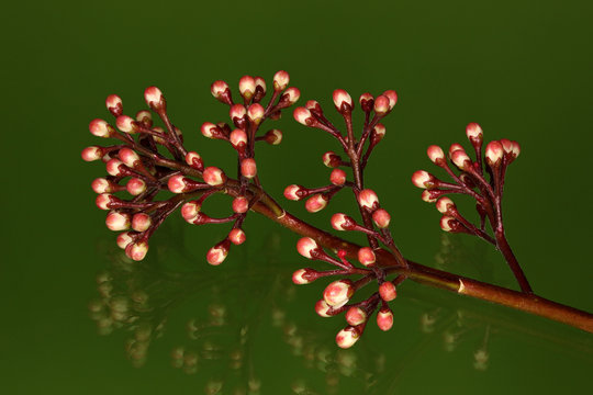 Skimmmia Japonica 