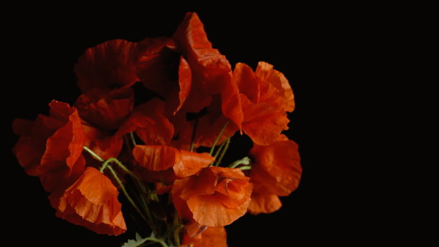 Poppies red black shadowy breeze