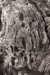 Abstract bark of Olive tree, from Mount of Olives