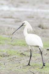 adult of common spoonbill in natural habitat / Platalea leucorodia