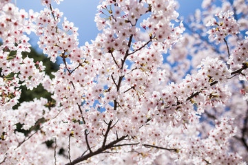 Sakura flower blooming.