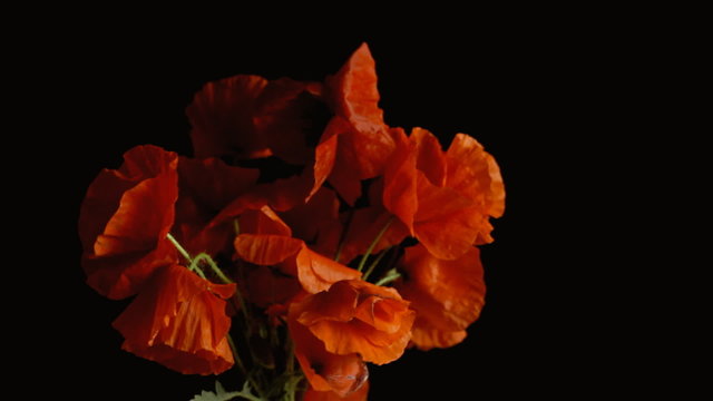 Poppies red black shadowy strong wind