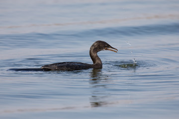 Reed cormorant floating on water while swallow fish