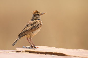 Rufous-naped lark sit on a rock and call to claim territory