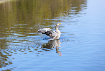 ducks enjoy the lake in the english garden
