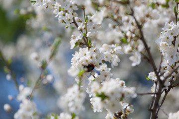 Branches of the blossoming cherry in a spring garden