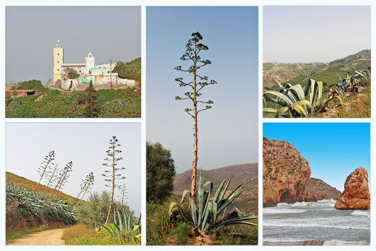 Ouest alg&eacute;rien