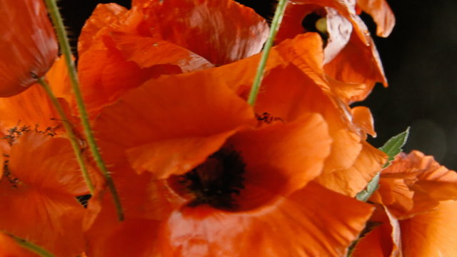 Poppies red black tracking shot

