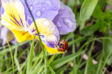 Ladybug on the flower with water drops
