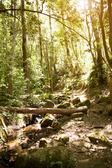 Path Through Beautiful Forest With No People