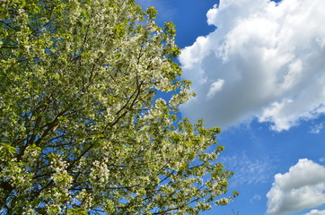 Blühender Kirschbaum vor Himmelblau mit Wolken