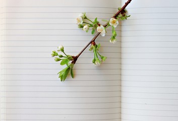 blooming spring tree branch on empty copybook page