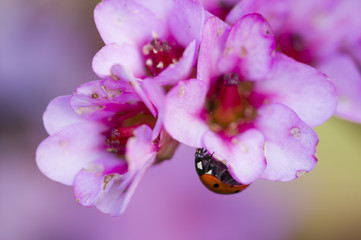 Ladybug inside pink flowers