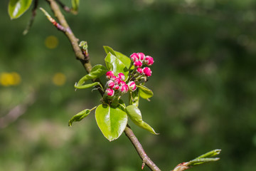 apple-tree branch