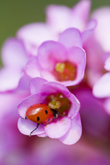 Ladybug inside pink flowers