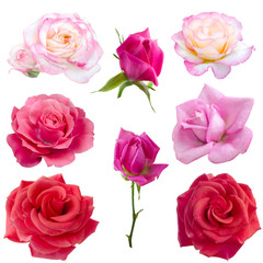 collage of eight  roses