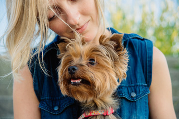 pretty yorkshire terrier on the girl's knees