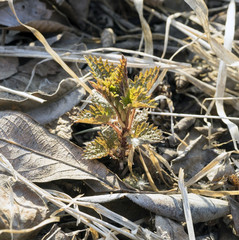  young plant of the nettle.