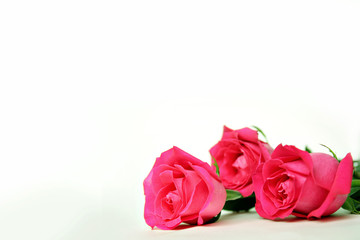 Pink Rose Flowers Framing Bottom of White Background