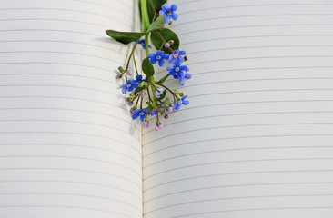forget-me-not spring flower on empty lined copybook page